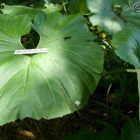 Giant Butterbur